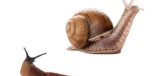 if snails got divorces