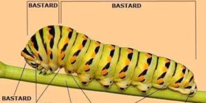 caterpillar anatomy
