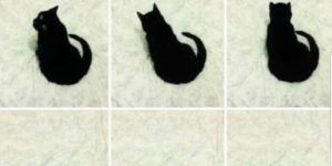 black hole cat