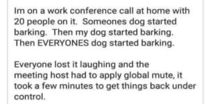 dog meeting