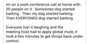 dog meeting