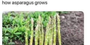 This is how asparagus grows