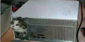 hacker cat