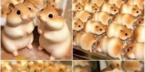 hamster bread