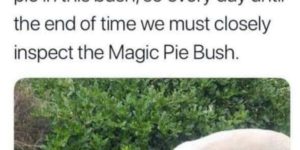 magic pie bush