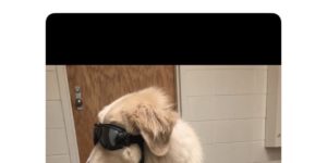 service dogs must wear lab gear
