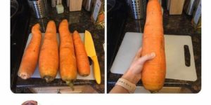5 lbs of carrots