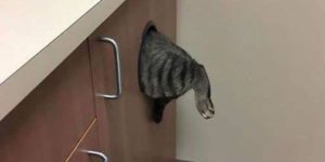 an attempt to escape the vet