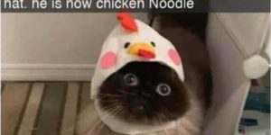 chicken noodle
