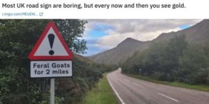 feral goats ahead