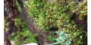 touch the lichen hand, go on an adventure