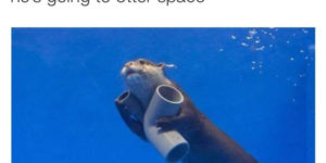 otter space