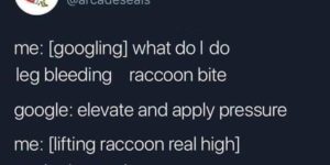 raccoon apology