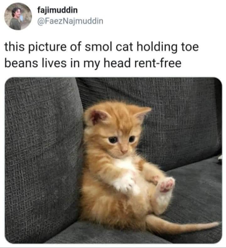 smol cat holding toe beans