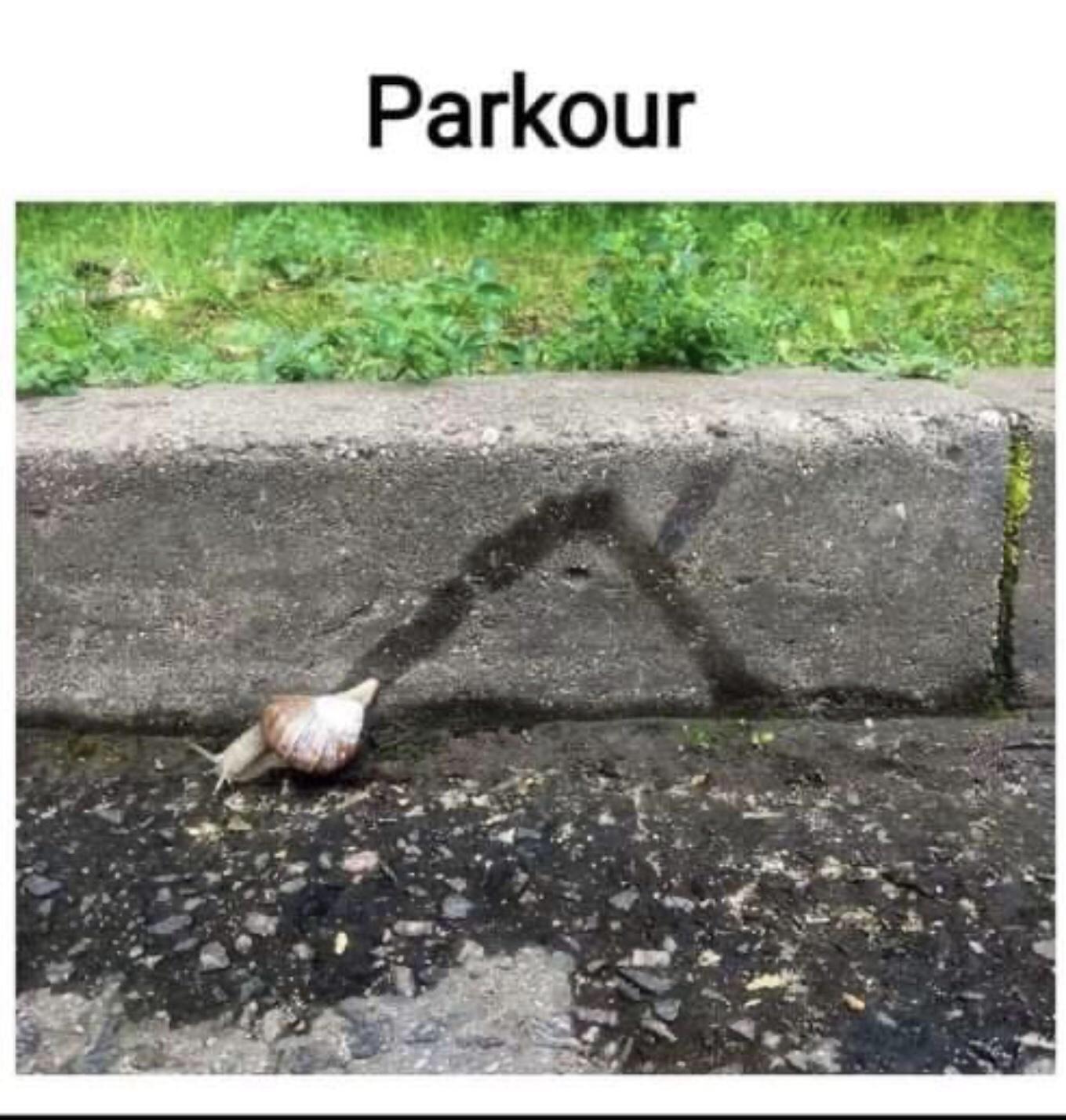 snail-parkour-54191.jpeg