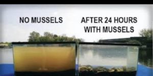 the power of mussels