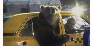 nothing unusual here. just a bear taking a taxi