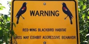 birds may exhibit aggressive behavior