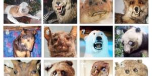 which botched taxidermy are you?