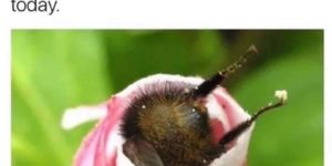 bumblebee butt