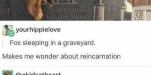 fox in the graveyard