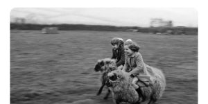 galloping sheep