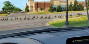 late to work due to duck parade