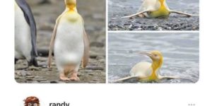 lemon meringue penguin