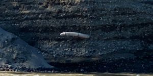 mammoth tusk exposed in alaska