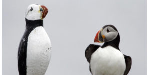 a real puffin trying to mimic and fit in with a fake puffin on the east coast