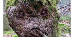 resting birch face