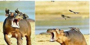 adorable baby hippo scared of birds