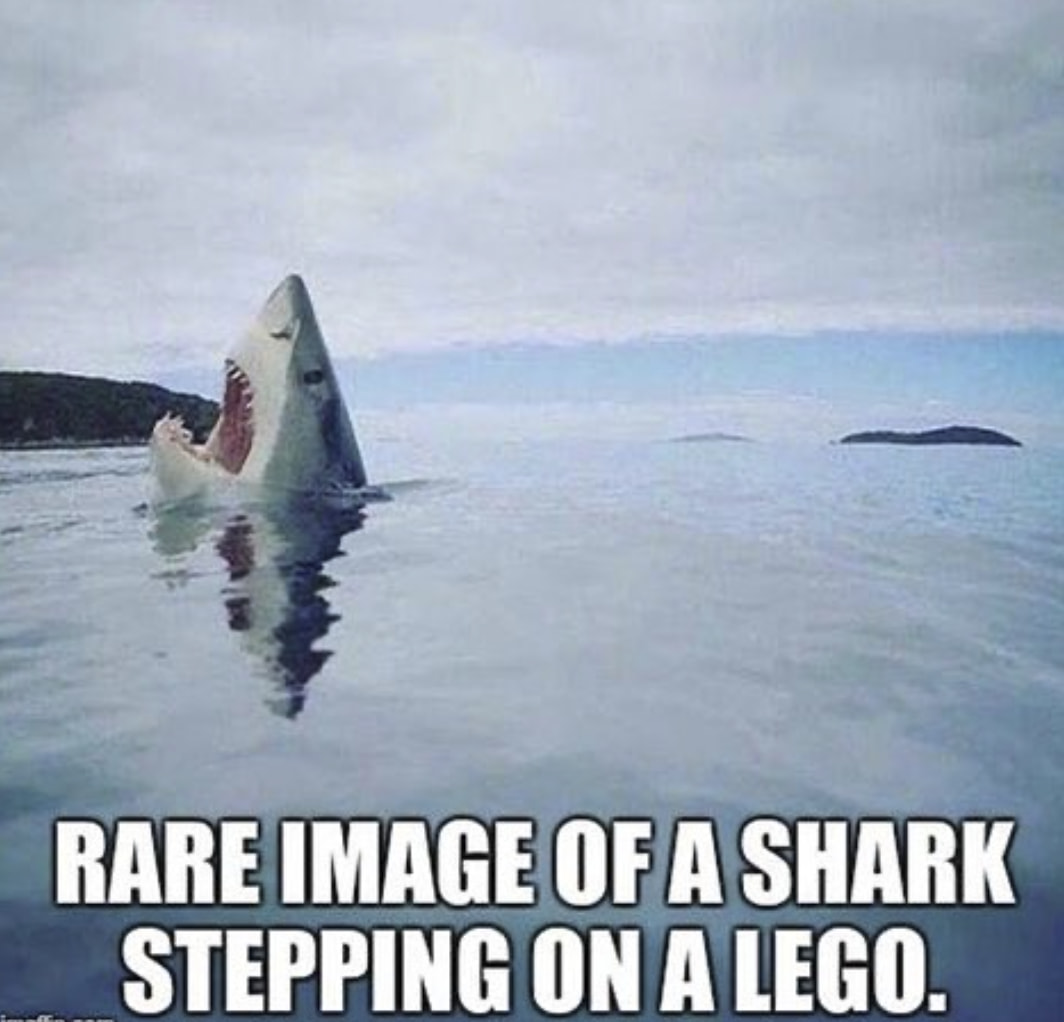 In honor of Shark week 2022 the best shark memes that are coming to
