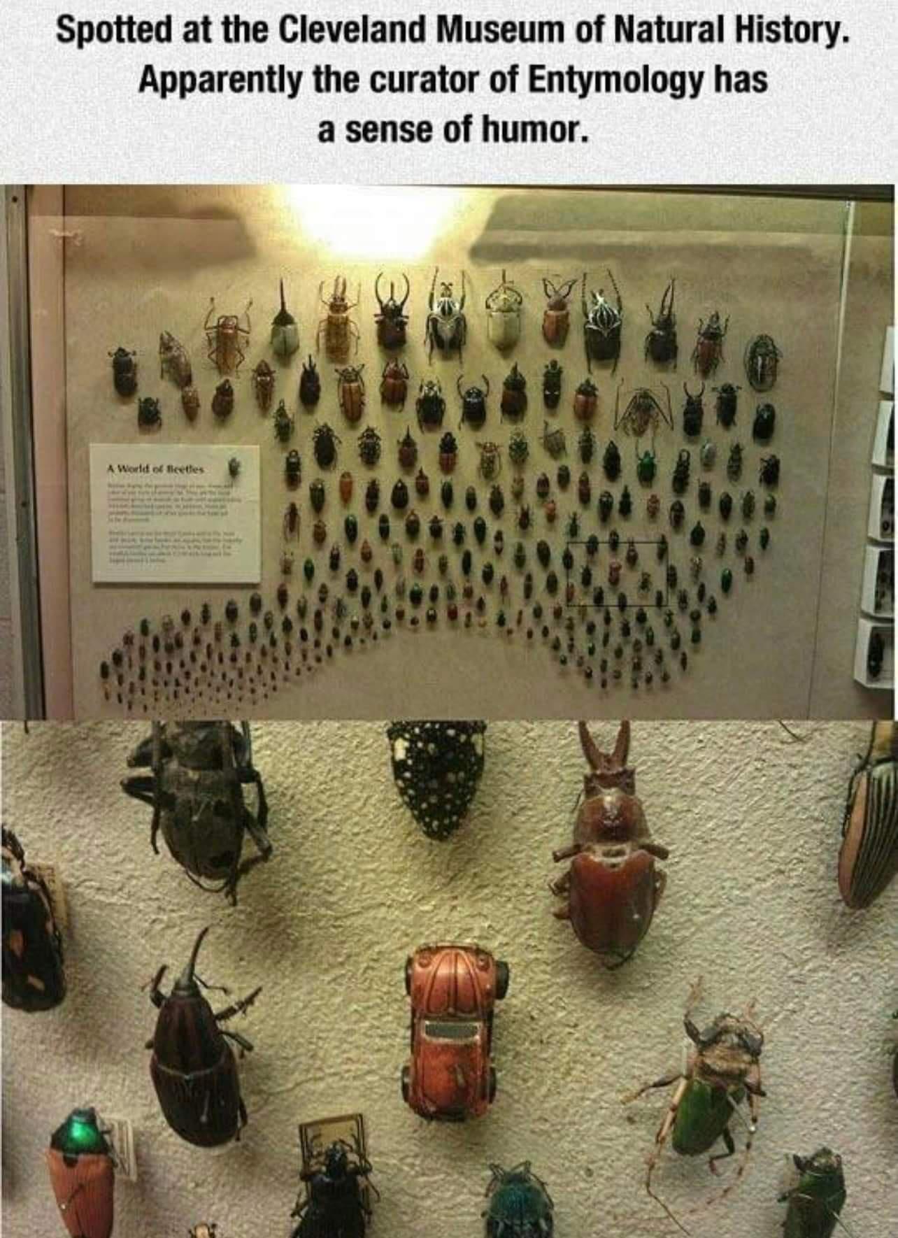 a wall of bugs at a museum of natural history