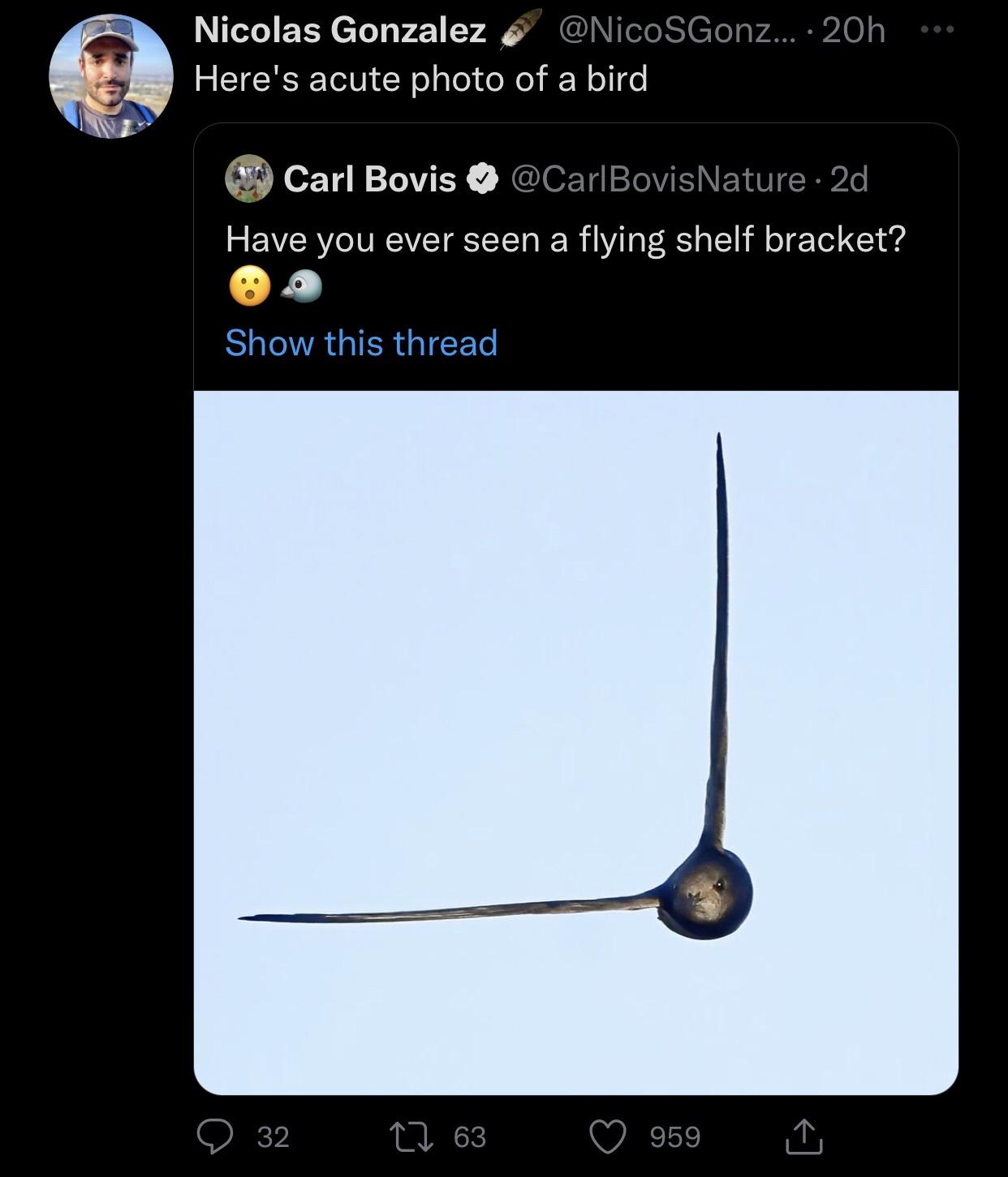 a bird with its wings spread at a 90 degree angle