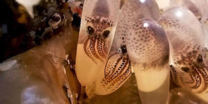 baby squid eggs found inside a seashell