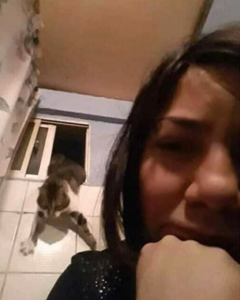 cat breaking in through bathroom window