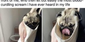 Dog licks woman who screams and other amazing animal memes!