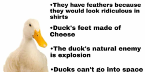 got any facts about ducks to add?
