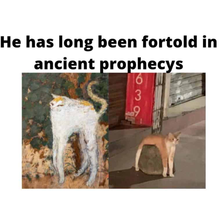 extremely long legged cat