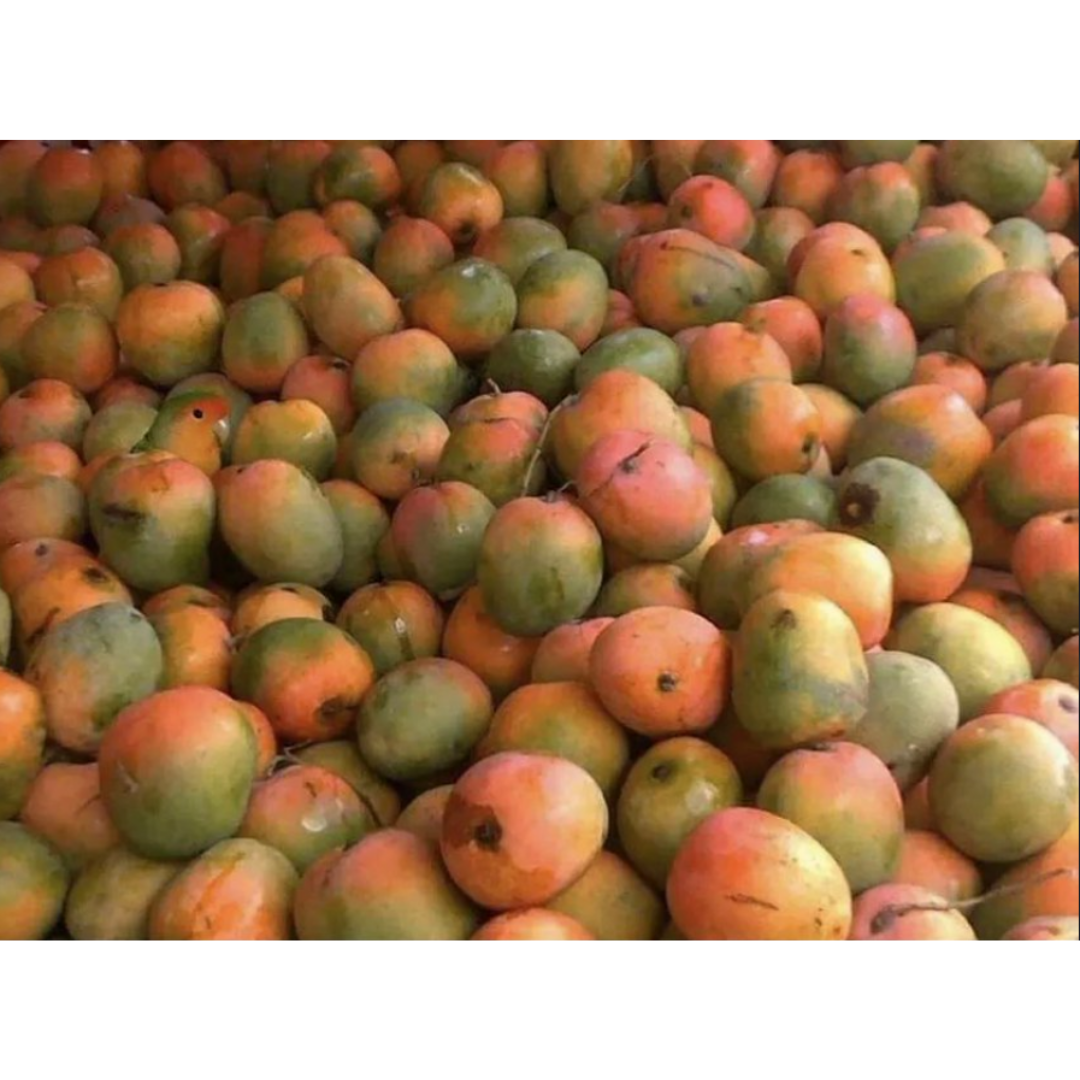 bird hiding in mangos