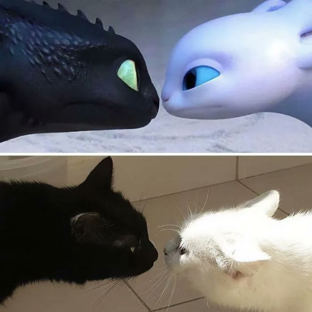 image of cats mimicking dragons