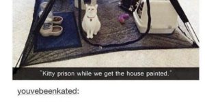 kitty prison? more like kitty paradise!