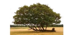 motivation tree – it refused to give up and neither should you