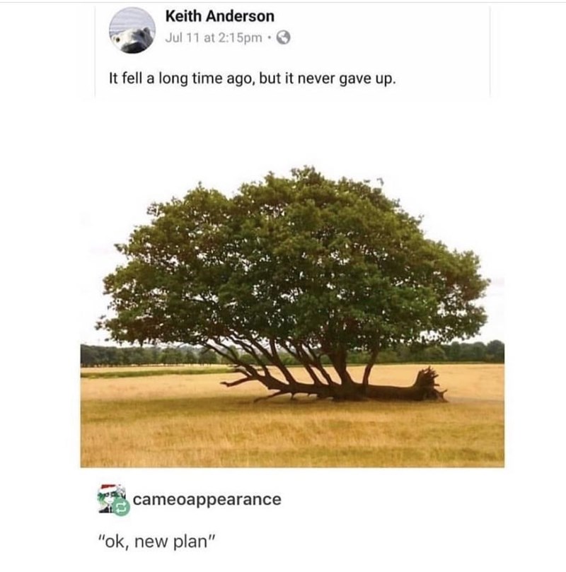 a tree that fell over and kept growing