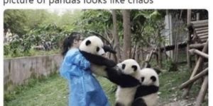 pandas are the slowest creators of chaos known to humankind