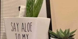 say aloe to my little friend