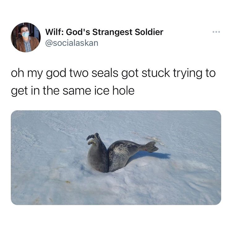 two seals stuck in the same ice hole
