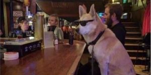 the coolest dog at the bar