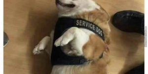 this may be the most important service dog of all time. so floofy!
